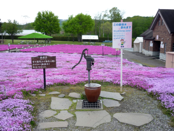 いまの芝桜公園の様子