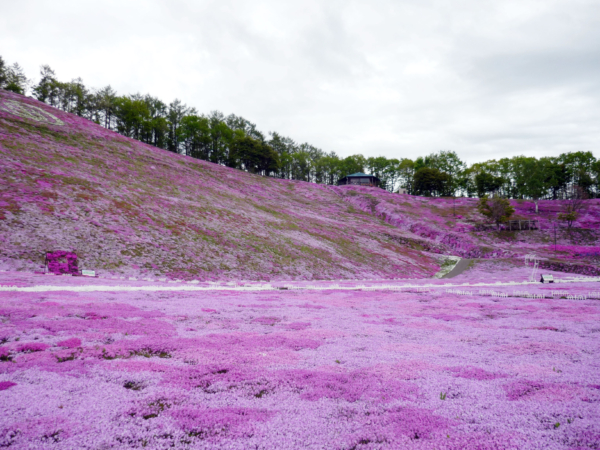 いまの芝桜公園の様子