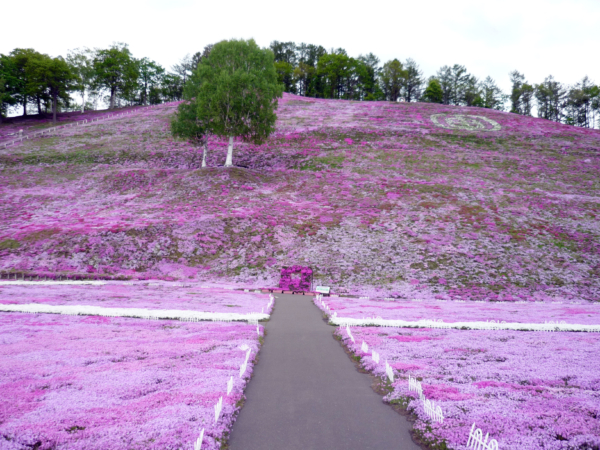 いまの芝桜公園の様子