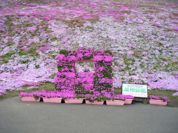 いまの芝桜公園の様子
