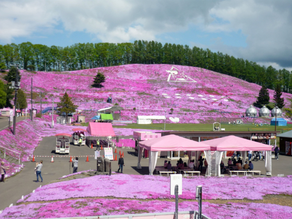 いまの芝桜公園の様子