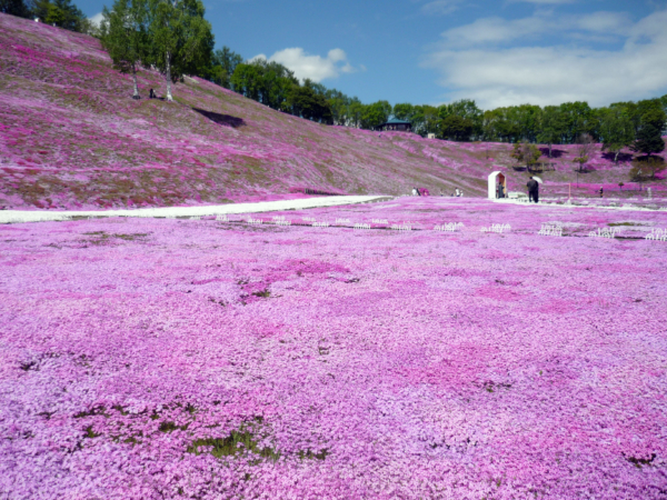 いまの芝桜公園の様子