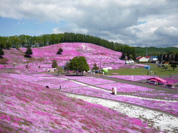 いまの芝桜公園の様子