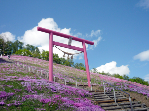 いまの芝桜公園の様子