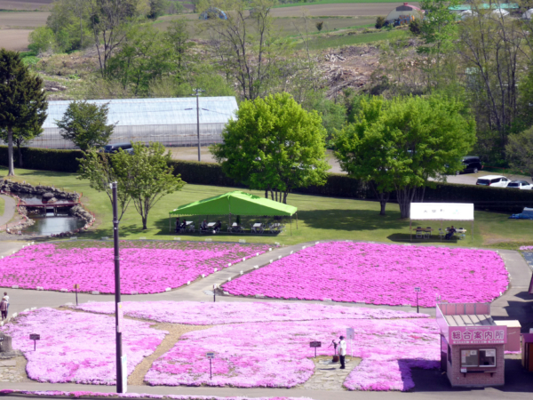 いまの芝桜公園の様子