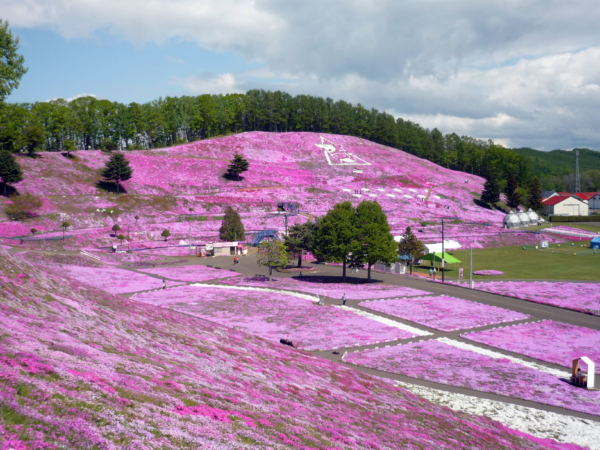 いまの芝桜公園の様子