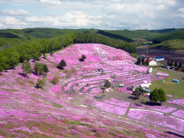 いまの芝桜公園の様子