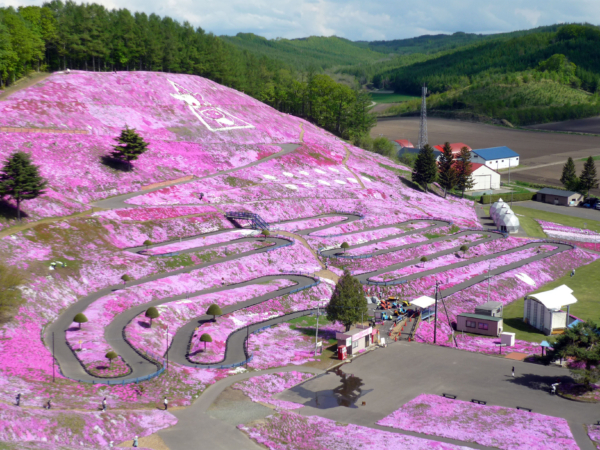 いまの芝桜公園の様子