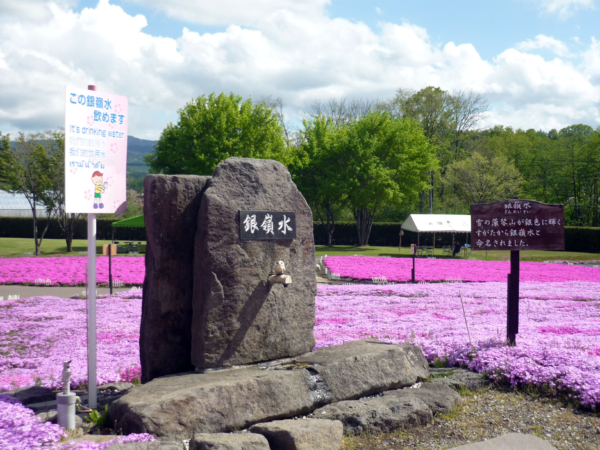 いまの芝桜公園の様子