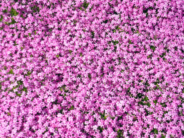 いまの芝桜公園の様子