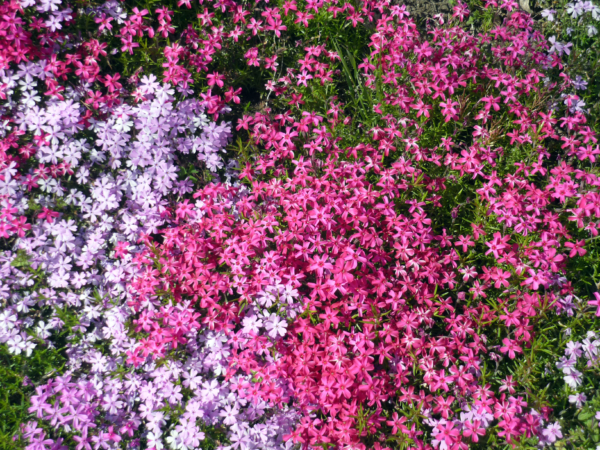 いまの芝桜公園の様子