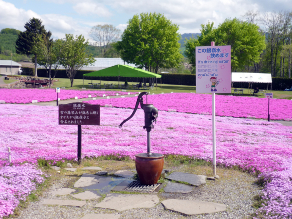 いまの芝桜公園の様子