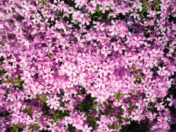 いまの芝桜公園の様子