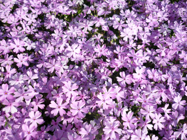 いまの芝桜公園の様子