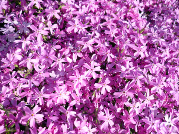 いまの芝桜公園の様子