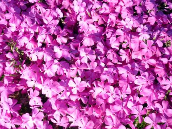 いまの芝桜公園の様子