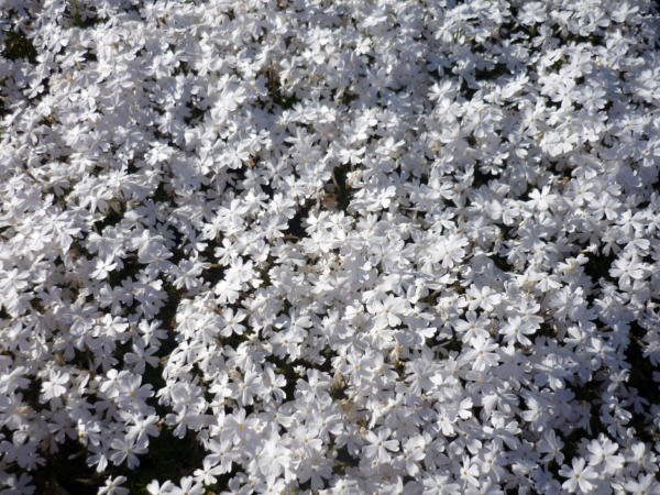 いまの芝桜公園の様子