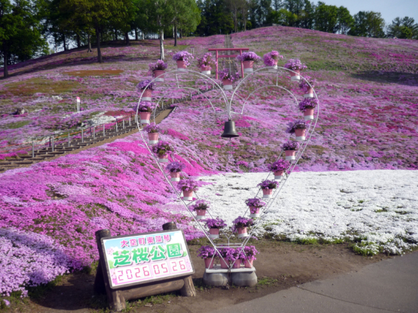 いまの芝桜公園の様子