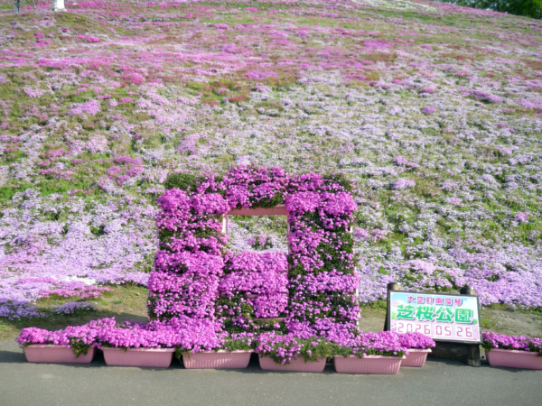 いまの芝桜公園の様子