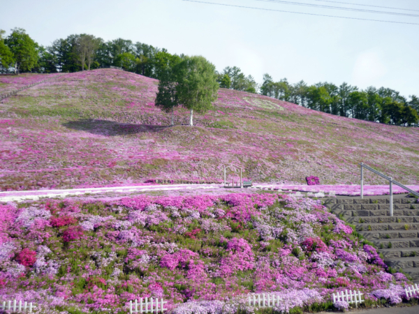 いまの芝桜公園の様子
