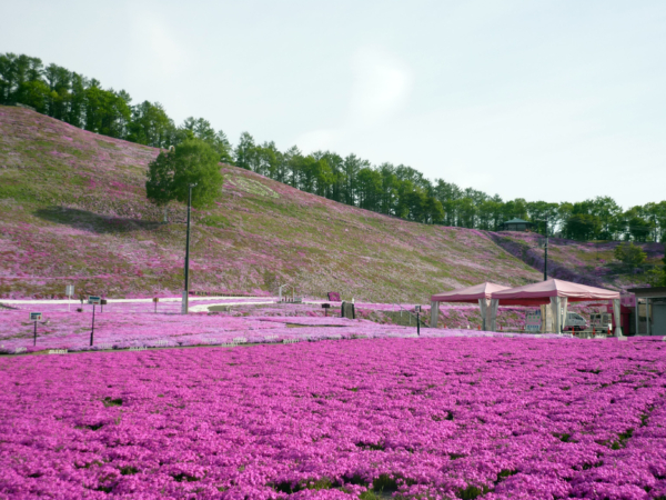 いまの芝桜公園の様子