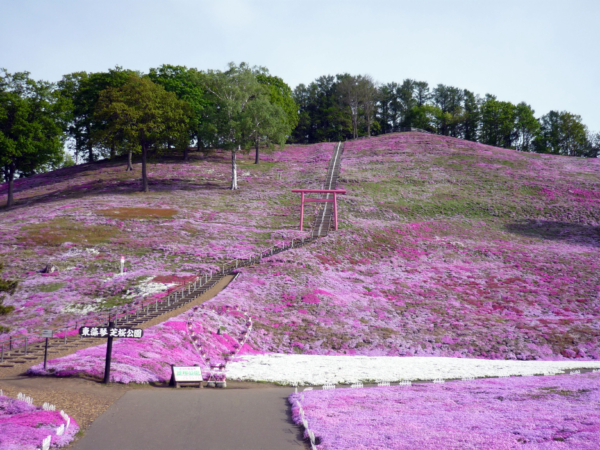 いまの芝桜公園の様子