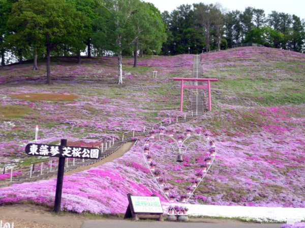 いまの芝桜公園の様子