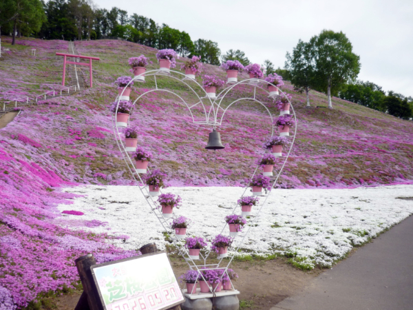 いまの芝桜公園の様子