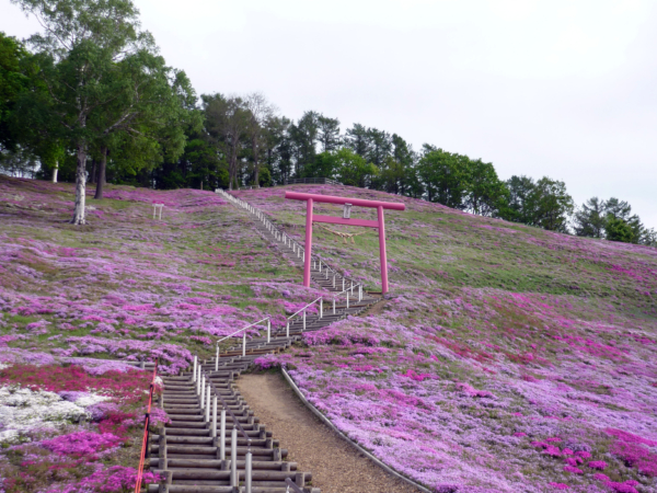 いまの芝桜公園の様子