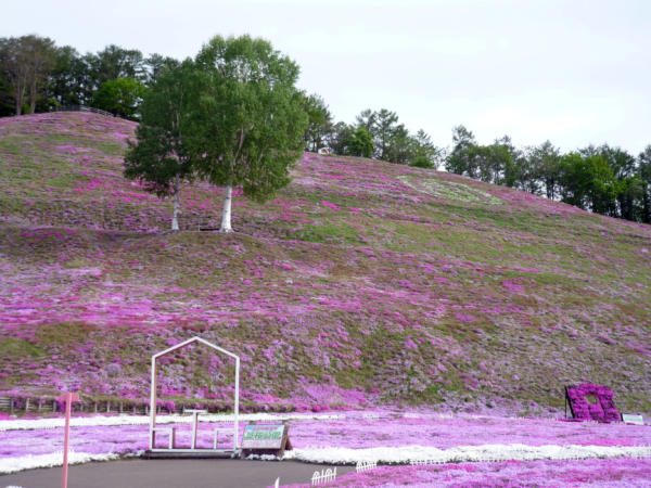 いまの芝桜公園の様子