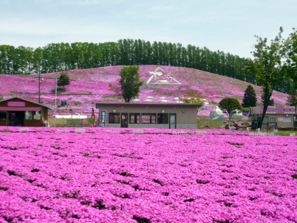 いまの芝桜公園の様子