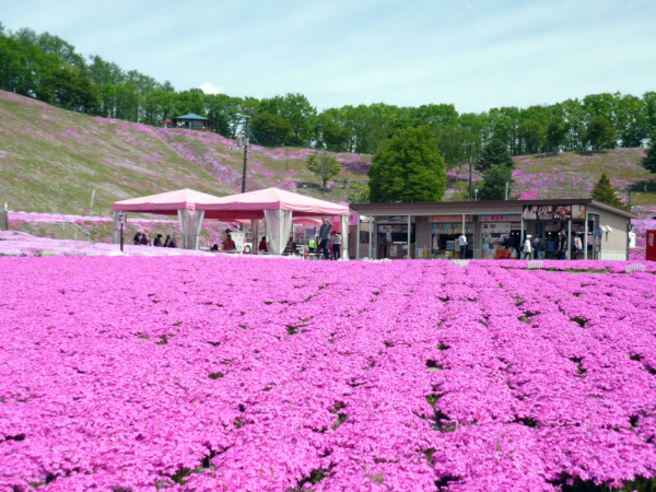 いまの芝桜公園の様子