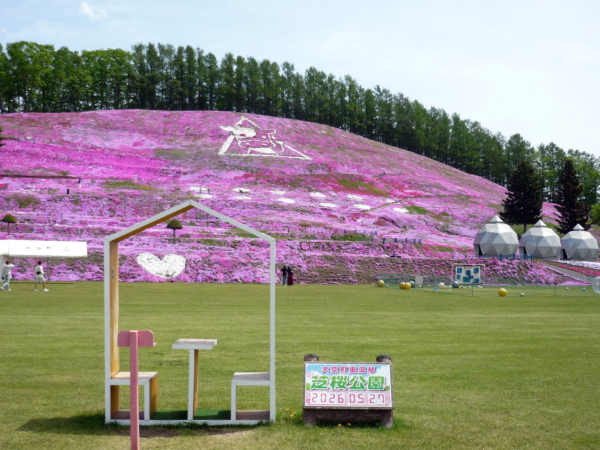 いまの芝桜公園の様子