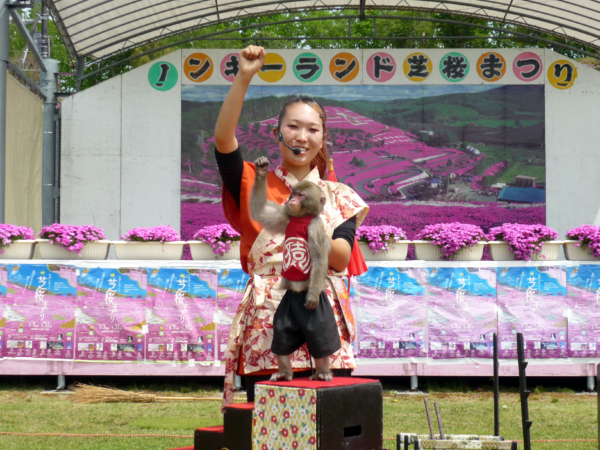 いまの芝桜公園の様子