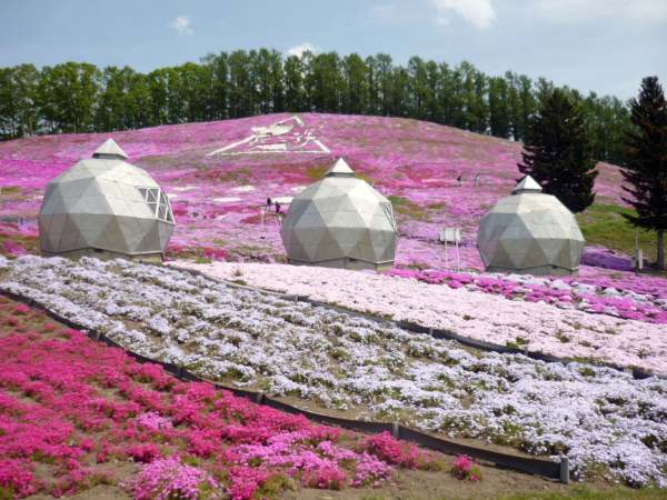 いまの芝桜公園の様子