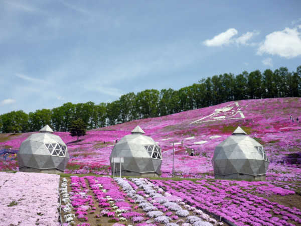 いまの芝桜公園の様子