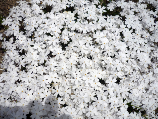 いまの芝桜公園の様子