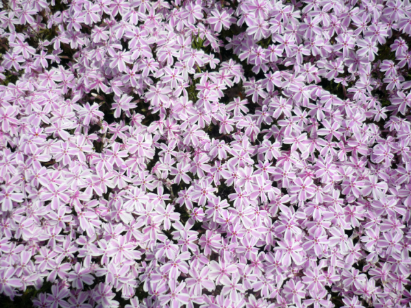 いまの芝桜公園の様子