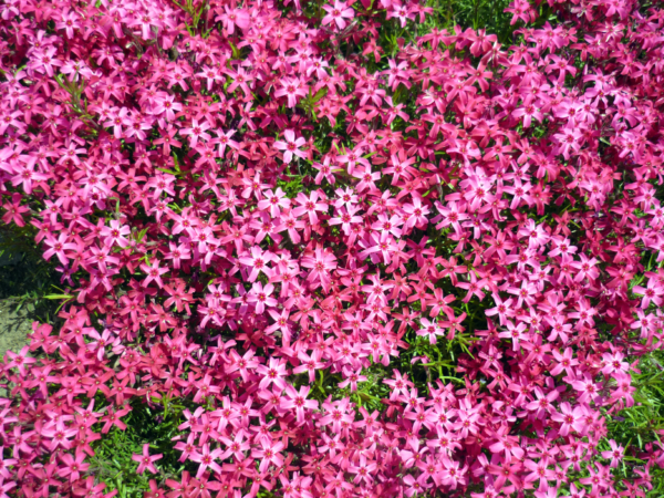 いまの芝桜公園の様子