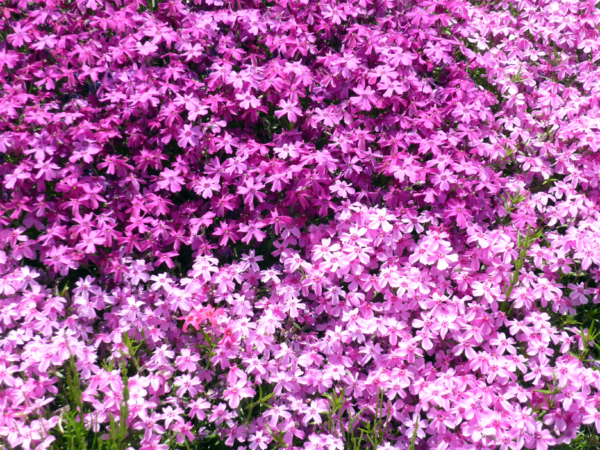 いまの芝桜公園の様子