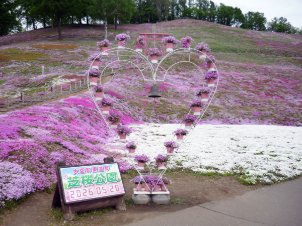 いまの芝桜公園の様子