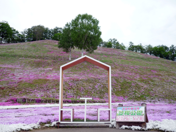 いまの芝桜公園の様子