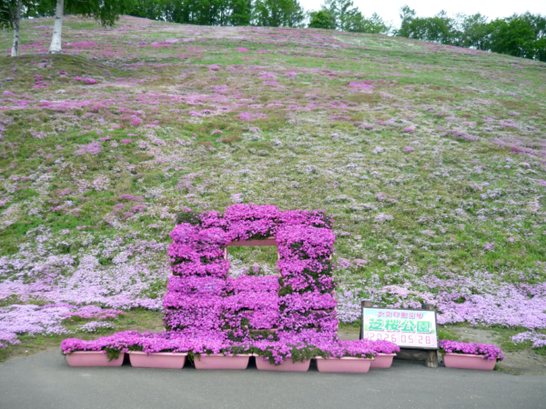 いまの芝桜公園の様子