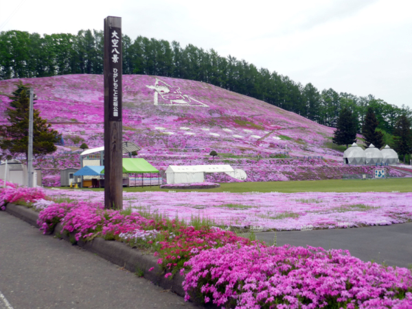 いまの芝桜公園の様子