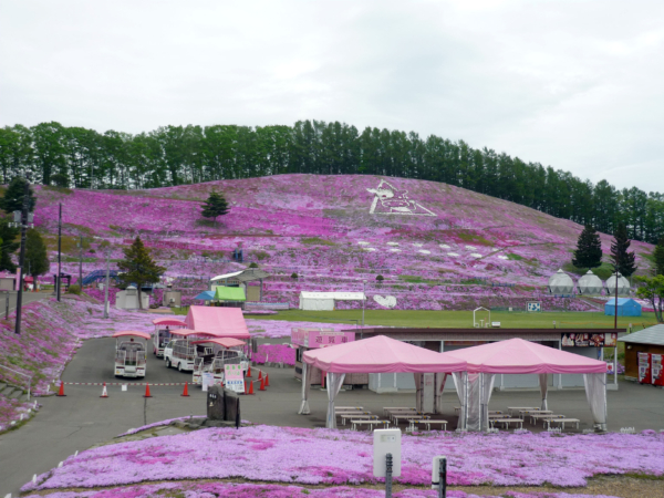 いまの芝桜公園の様子