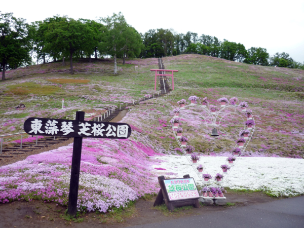 いまの芝桜公園の様子