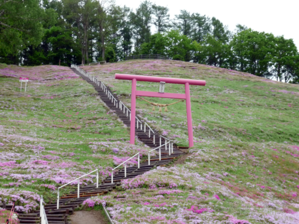 いまの芝桜公園の様子