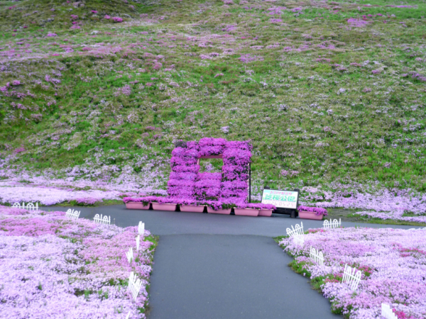 いまの芝桜公園の様子