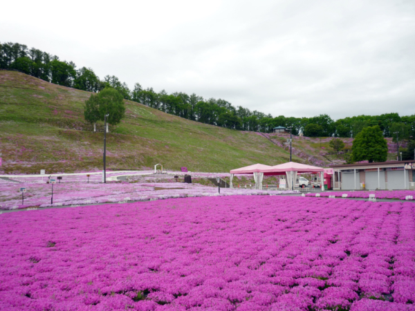 いまの芝桜公園の様子