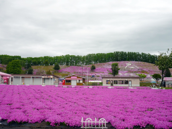 いまの芝桜公園の様子